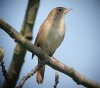 Nightingale at Canvey Wick (Steve Arlow) (91522 bytes)